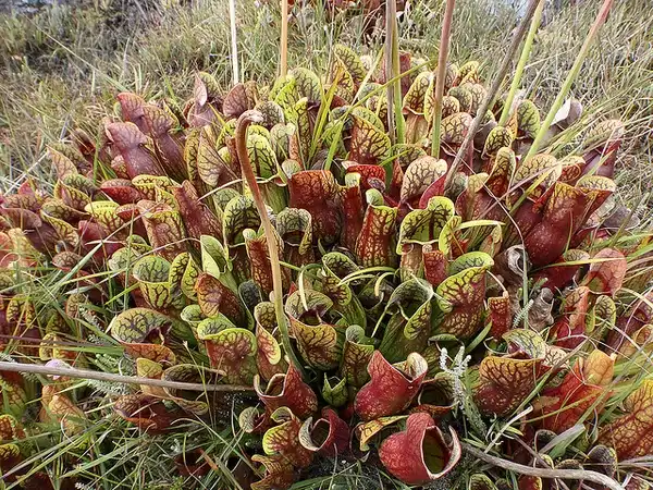 Photo of Sarracenia purpurea - Sarracenia purpurea:Chris Moody