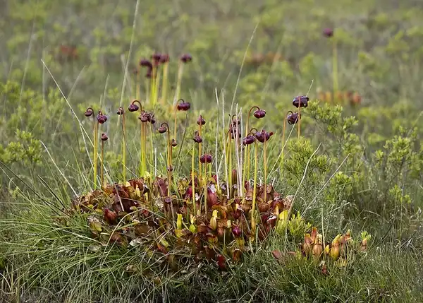 Photo of Sarracenia purpurea - Sarracenia purpurea:Chris Moody