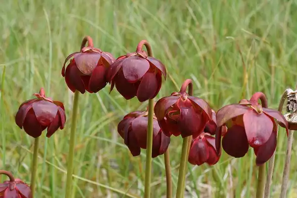 Photo of Sarracenia purpurea - Sarracenia purpurea:Merike-Linnamagi