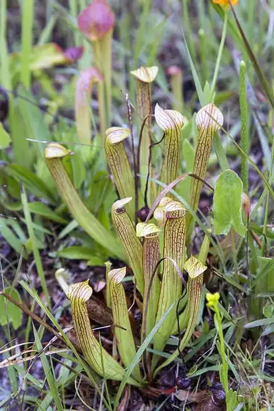 Photo of Sarracenia rubra (Sarracenia rubras)