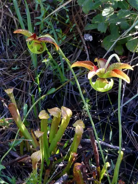 Photo of Sarracenia rubra (Sarracenia rubras)