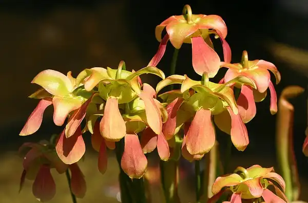 Photo of Sarracenia rubra - Flowers:David Midgley