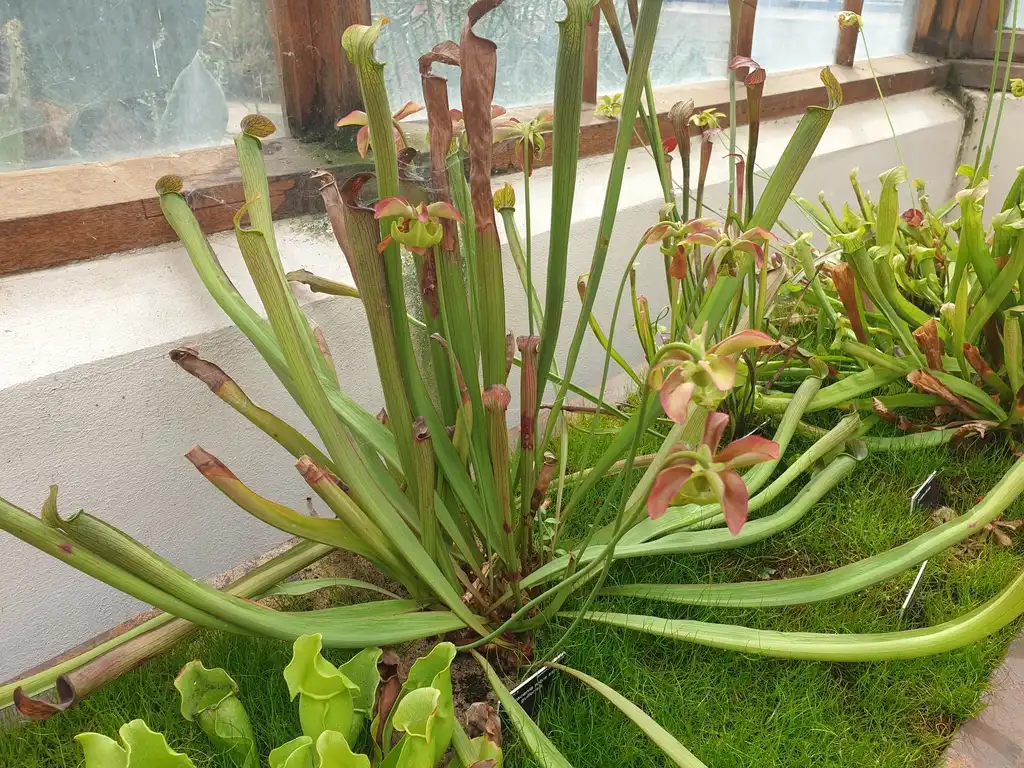Photo of Sarracenia rubra - Form:Emőke Dénes