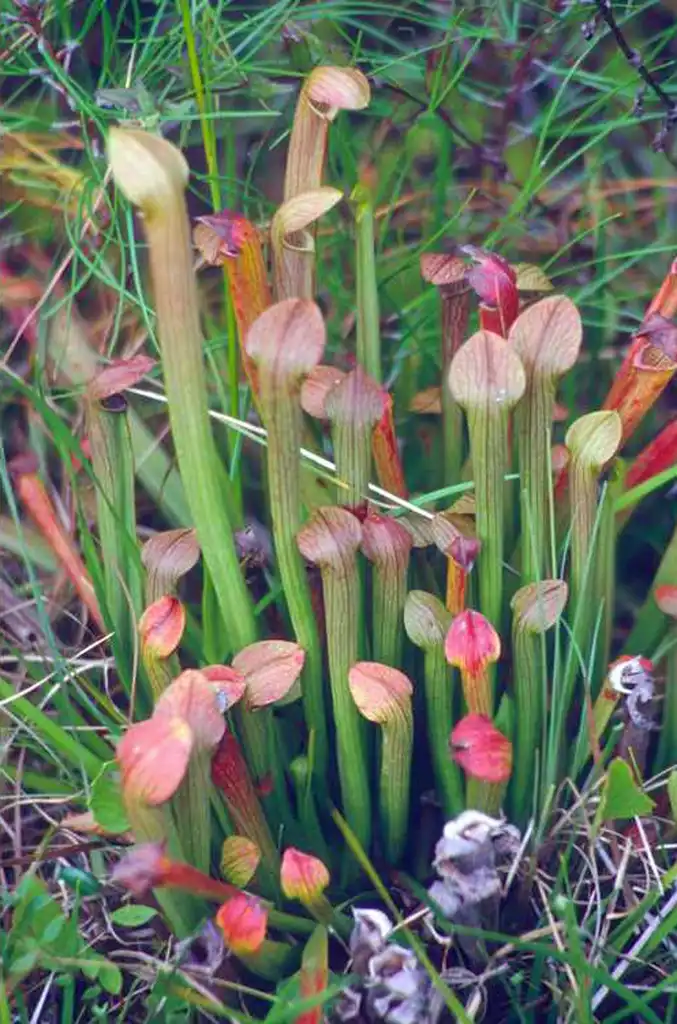Photo of Sarracenia rubra - Form:JCRA
