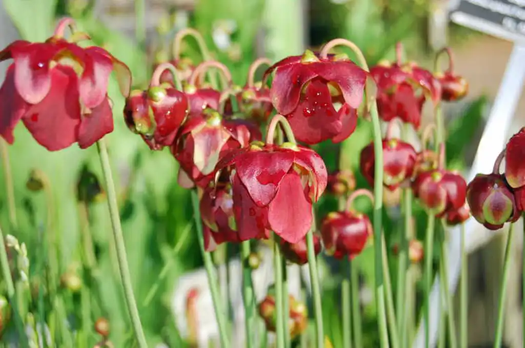 Photo of Sarracenia rubra - Flower:Mark Weathington