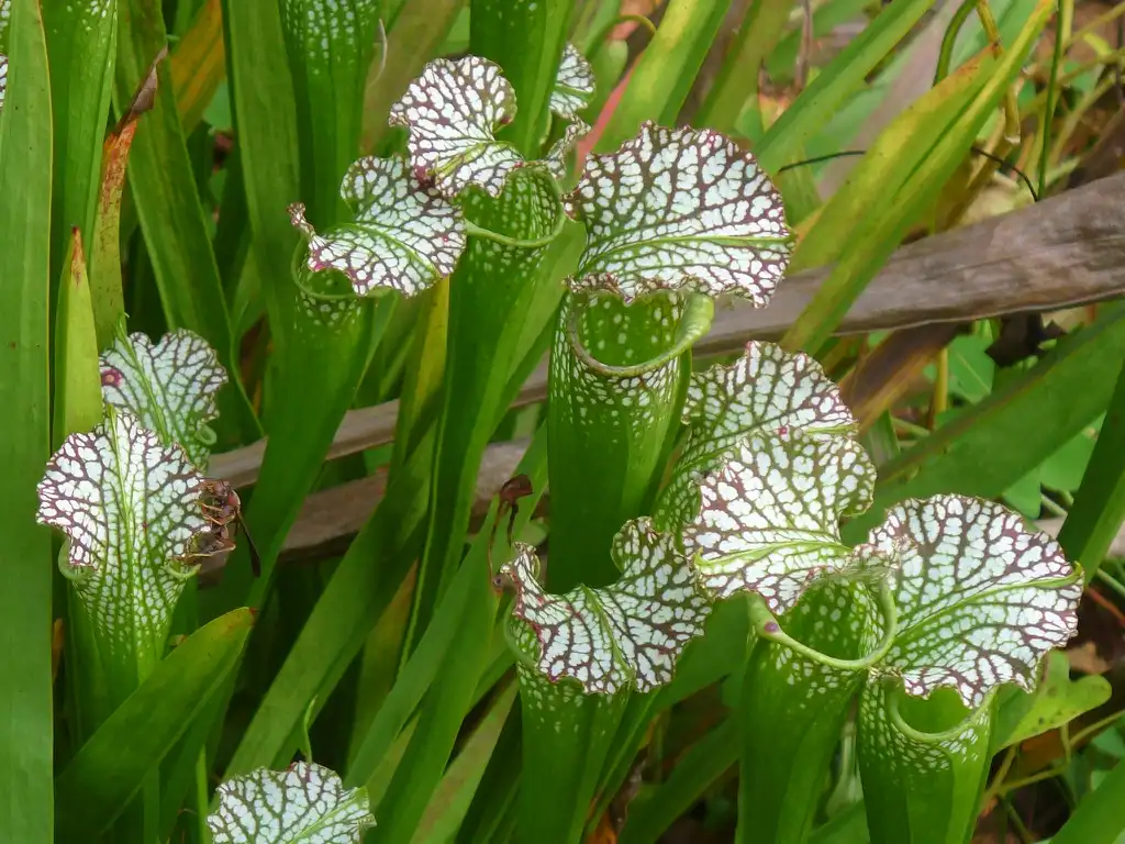 Photo of Sarracenia (Sarracenias)