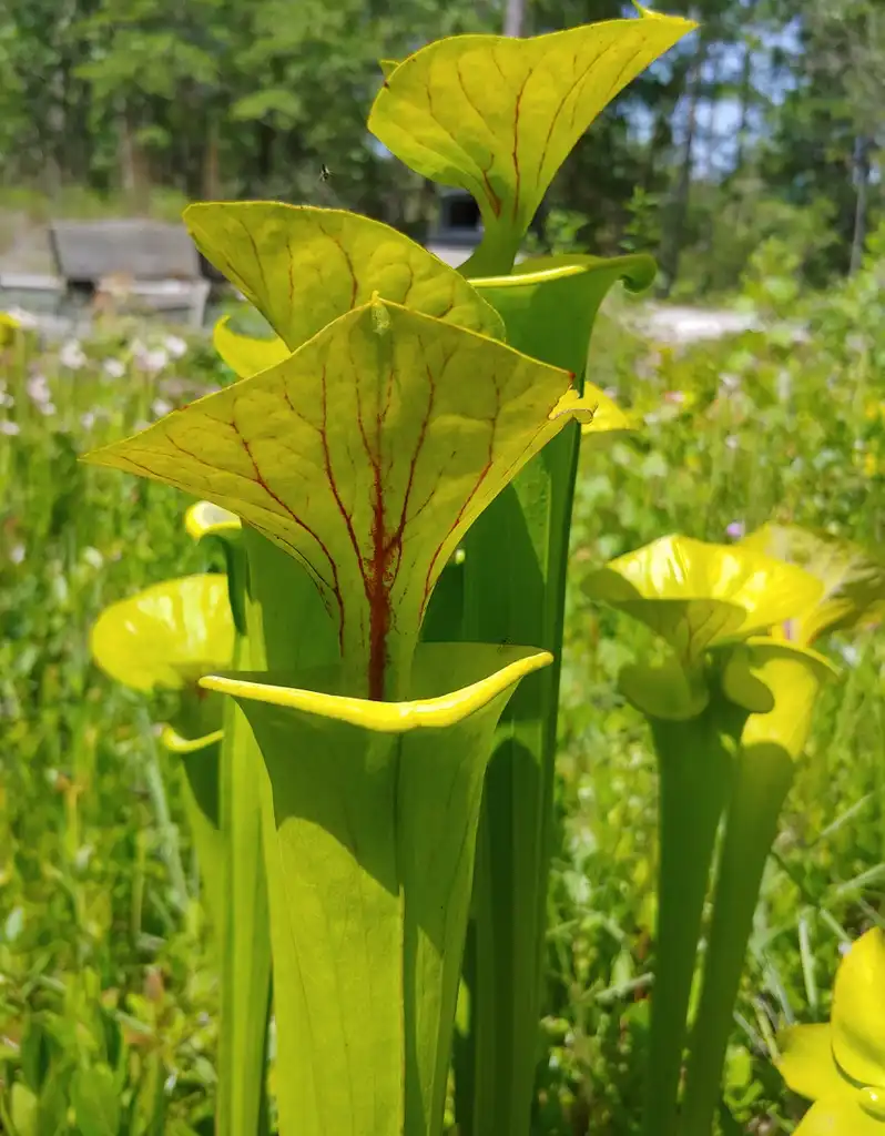 Photo of Sarracenia (Sarracenias)