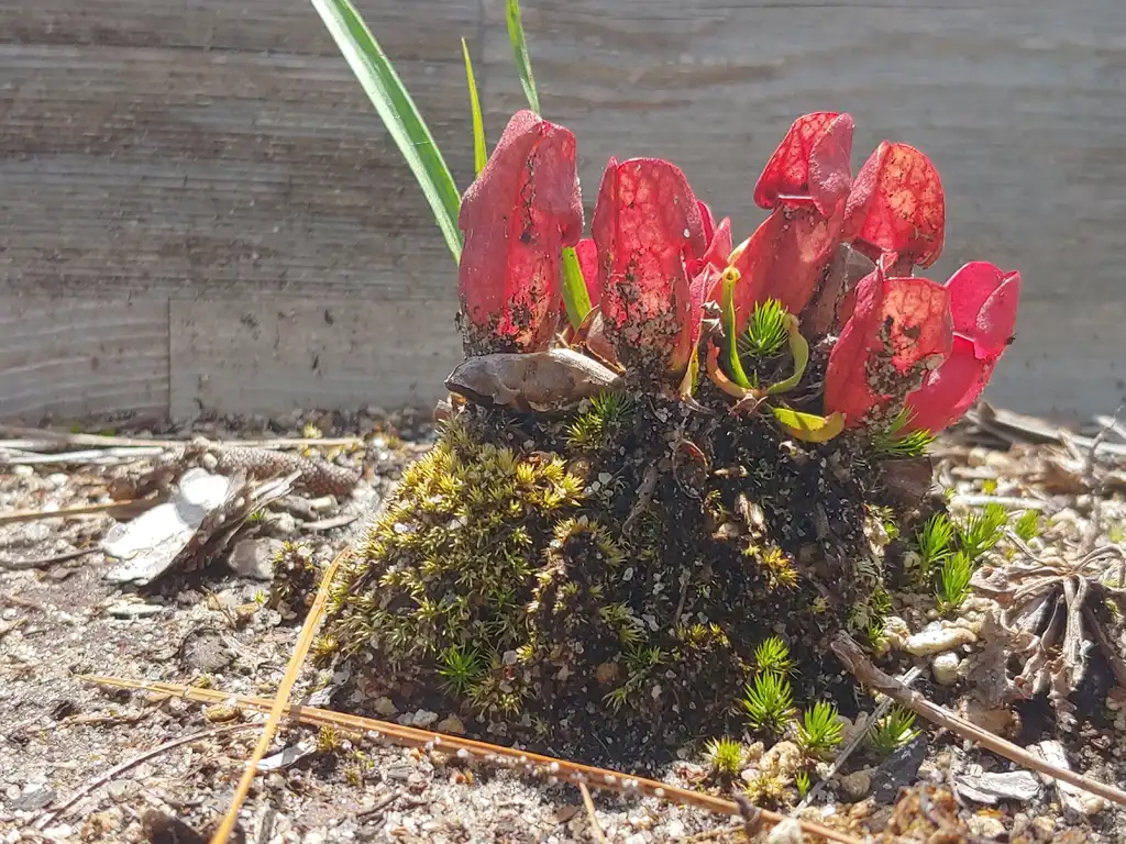 Photo of Sarracenia - Stanley Rehder carnivorous plant garden Wilmington, NC:skdavidson