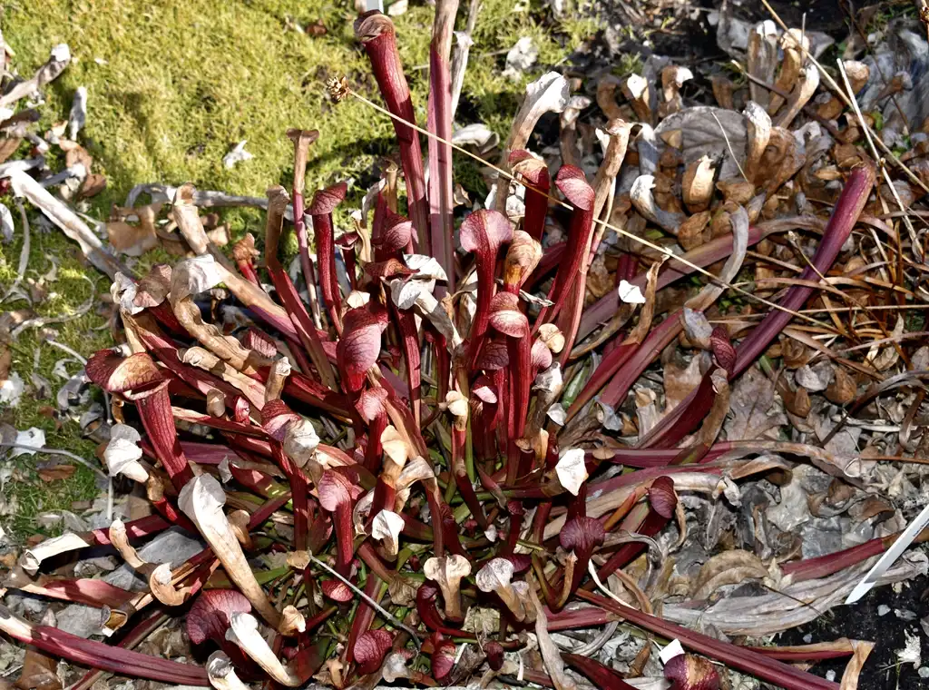 Photo of Sarracenia - 'Daina's Delight' Full Form (Wake County,NC):Cathy Dewitt