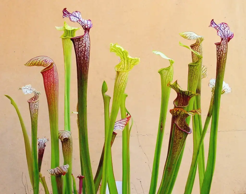 Photo of Sarracenia - Colorful tubular flowers:NoahElhardt