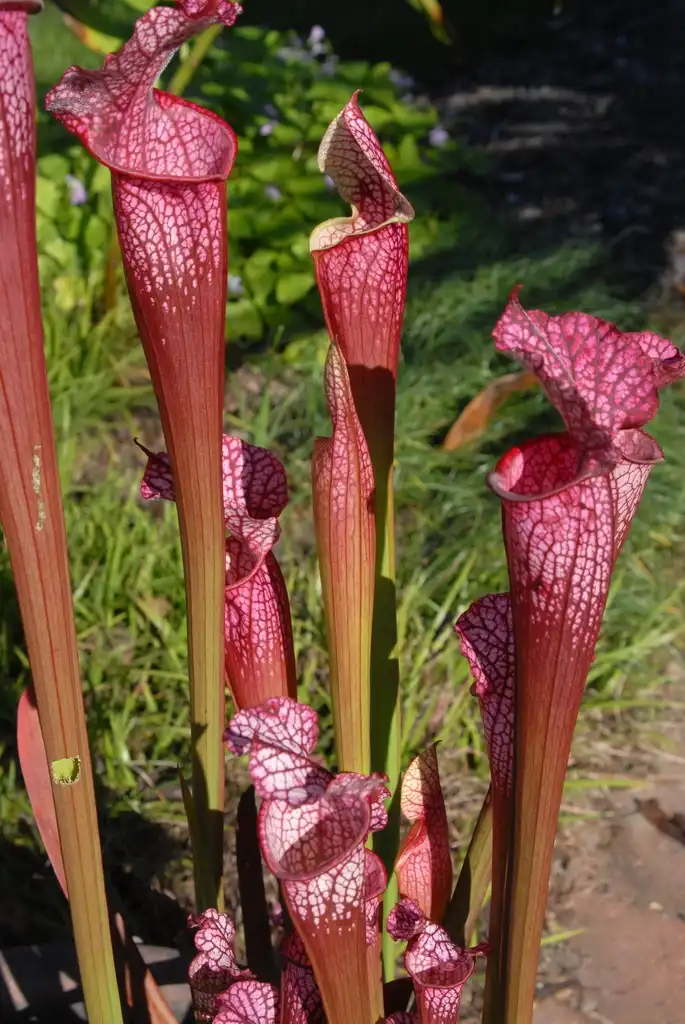Photo of Sarracenia - Flowers in Raleigh, NC:Jim Robbins