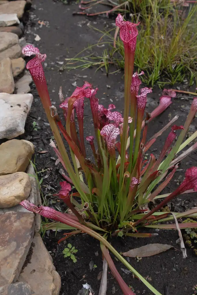 Photo of Sarracenia - Full Form in Utah:Jim Robbins