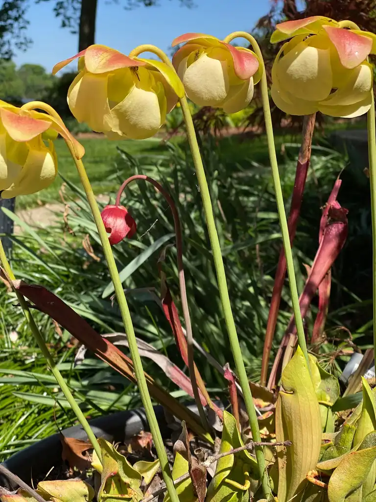 Photo of Sarracenia - Flowers:Kathy Sill