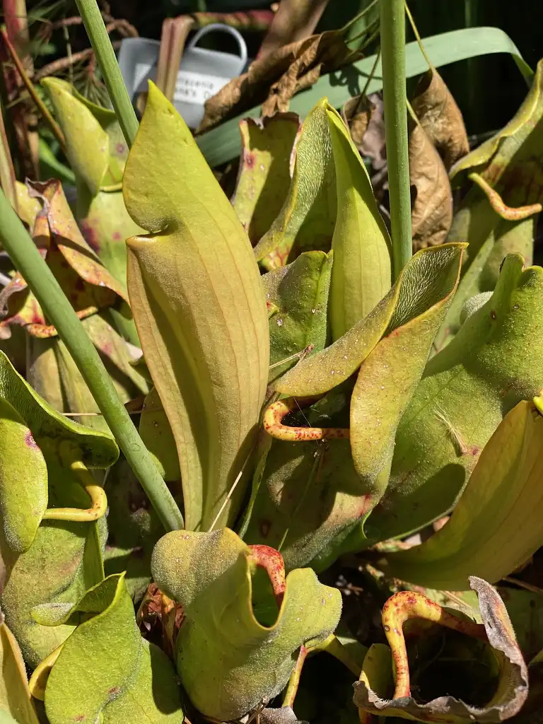 Photo of Sarracenia - Leaves:Kathy Sill
