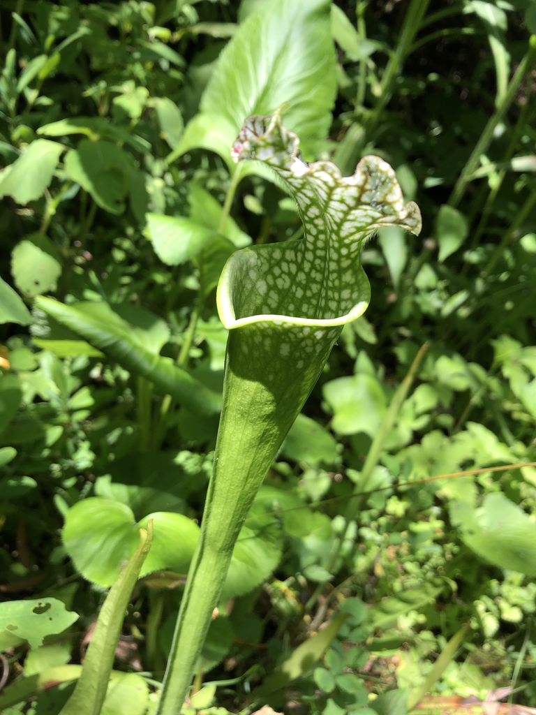 Photo of Sarracenia - Flower Pod (Haywood County,NC):Marcia Boyle