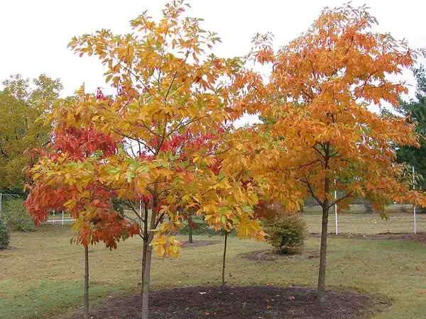 Photo of Sassafras albidum (Sassafras albidums)