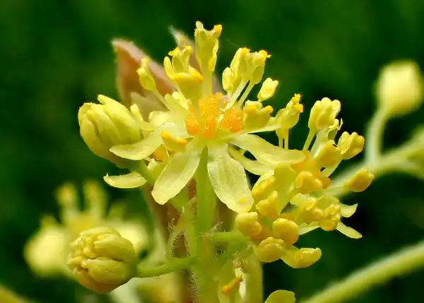 Photo of Sassafras albidum (Sassafras albidums)