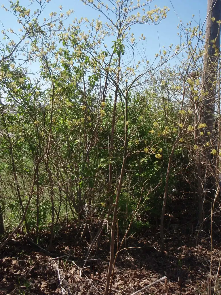 Photo of Sassafras albidum - Flower Form:Jim Robbins