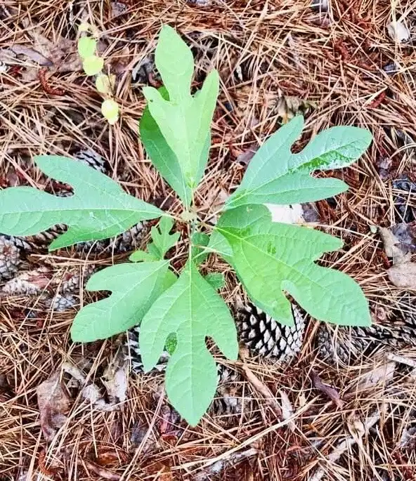 Photo of Sassafras albidum - seedling, spring, Warren County, NC:Cathy Dewitt
