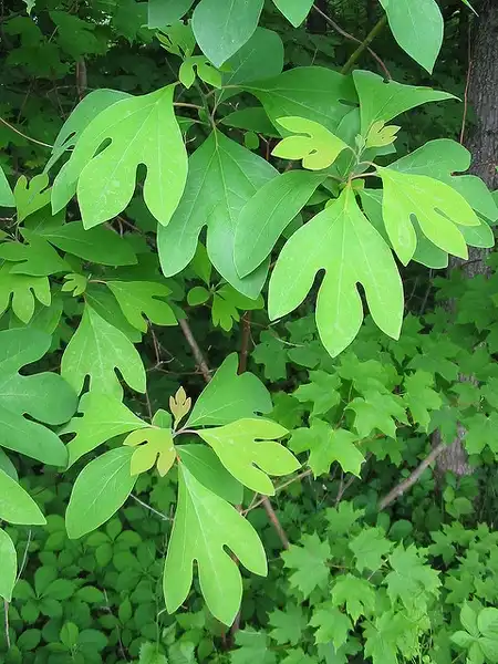 Photo of Sassafras albidum - Leaves:Kenny Wixted