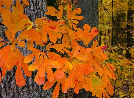 Photo of Sassafras albidum - Fall color:Jim Dollar