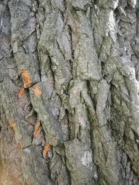Photo of Sassafras albidum - Bark:Steve C.