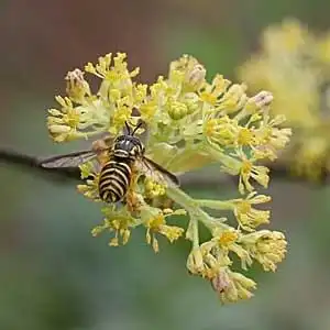 Photo of Sassafras albidum - Syrphid fly pollinating a flower.:Debbie Roos