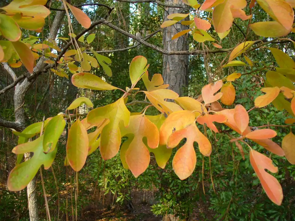 Photo of Sassafras albidum - Fall leaves in Moore County. Shows 3 shapes of leaves:Susan Strine