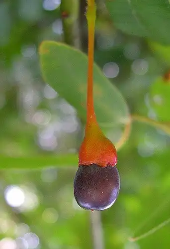 Photo of Sassafras albidum - Fruit:JCP Raleigh
