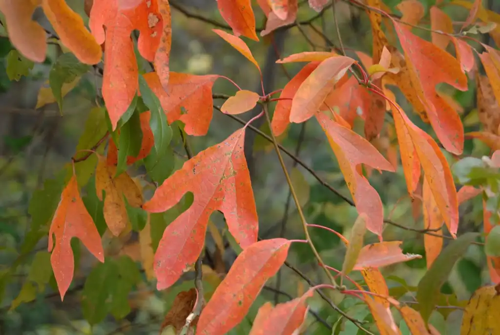 Photo of Sassafras albidum - Fall Color Leaf:Jim Robbins