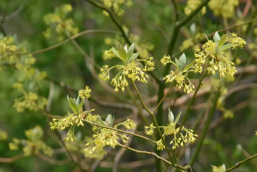 Photo of Sassafras albidum - Flower:Jim Robbins