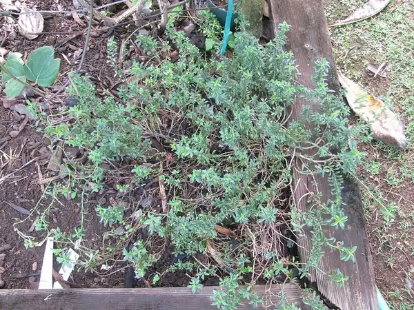 Foto de Satureja hortensis (Satureja hortensiss)