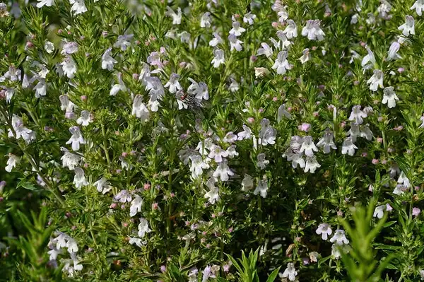 Фото Satureja montana (Satureja montanas)