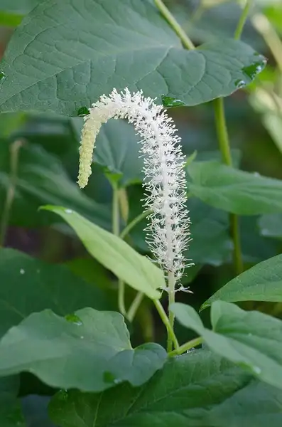 Photo of Saururus cernuus (Saururus cernuuss)