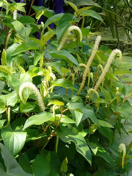 Photo of Saururus cernuus (Saururus cernuuss)