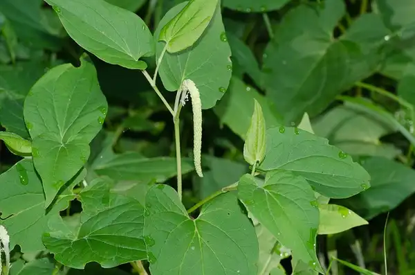 Photo of Saururus cernuus - :Suzanne Cadwell