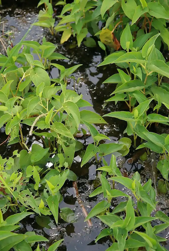 Photo of Saururus cernuus - Saururus cernuus:David J Stang