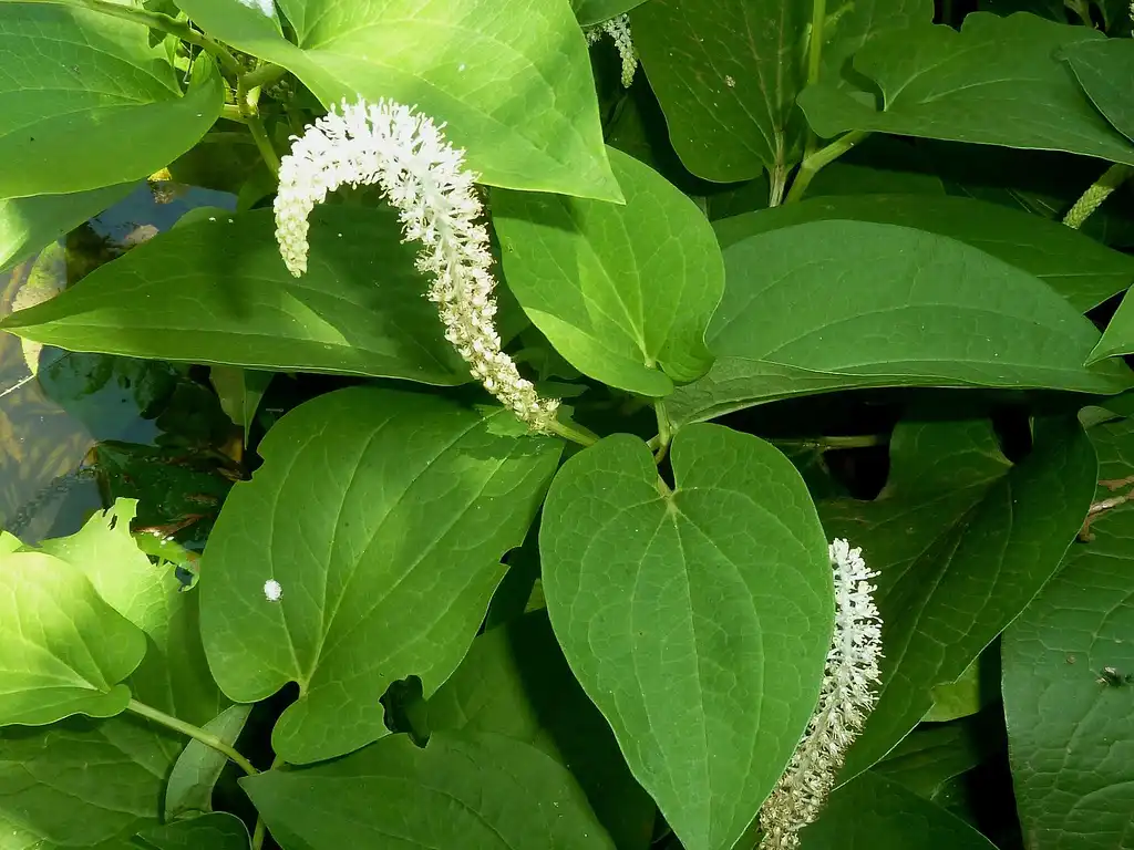 Photo of Saururus cernuus - Saururus cernuus:JMK