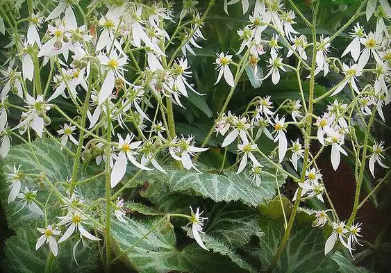 Photo of Saxifraga stolonifera (Saxifraga stoloniferas)