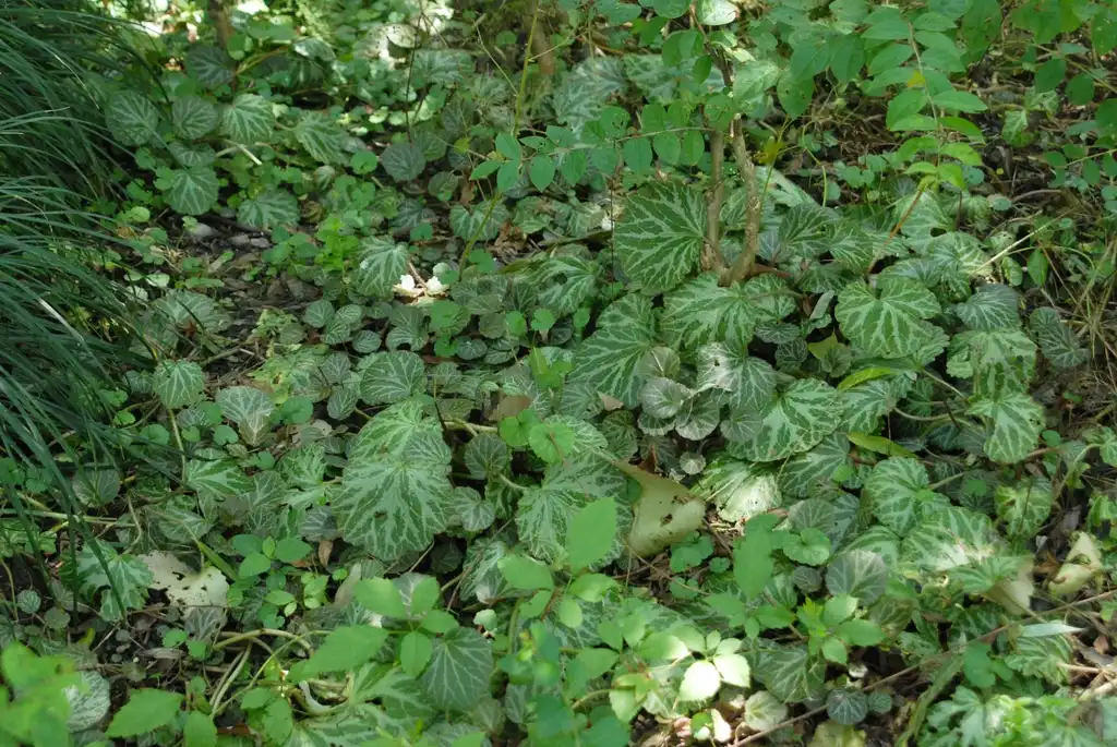 Photo of Saxifraga stolonifera (Saxifraga stoloniferas)