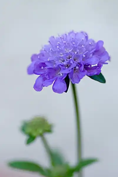 Фото Scabiosa atropurpurea (Scabiosa atropurpureas)