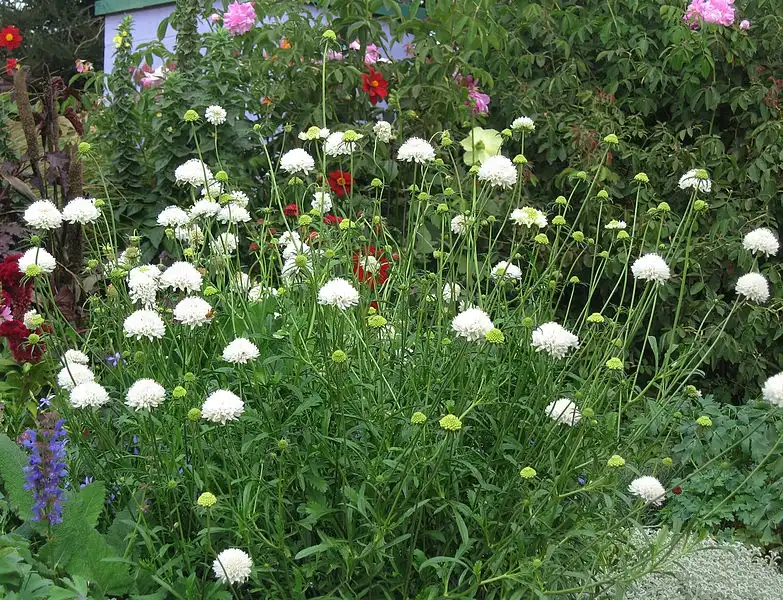Фото Scabiosa atropurpurea (Scabiosa atropurpureas)