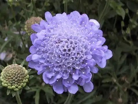 Фото Scabiosa atropurpurea - Flower close up:Jukka Helnonen