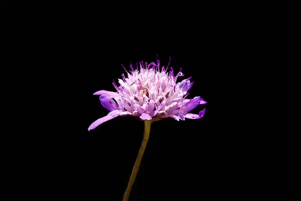 Фото Scabiosa atropurpurea - Flower:Marlo Lopez