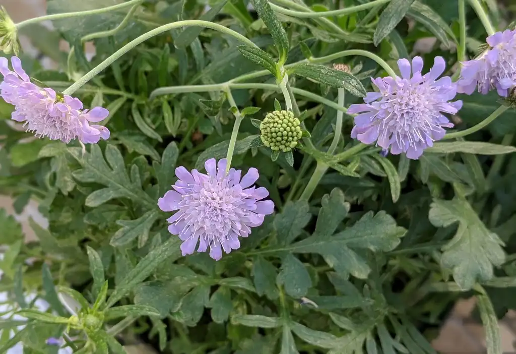 Foto de Scabiosa columbaria 'Butterfly Blue' (Scabiosa columbaria 'Butterfly Blue's)