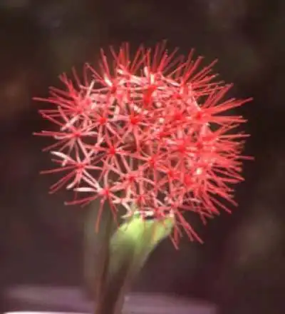Photo of Scadoxus multiflorus (Scadoxus multifloruss)