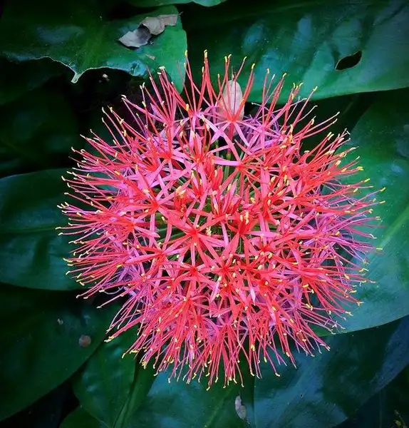 Photo of Scadoxus multiflorus (Scadoxus multifloruss)