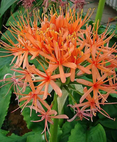 Photo of Scadoxus multiflorus - Scadoxus multiflorus:Dick Culbert