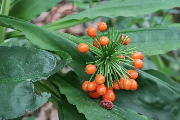Photo of Scadoxus multiflorus - S. multiflorus berries:Maja Dumat