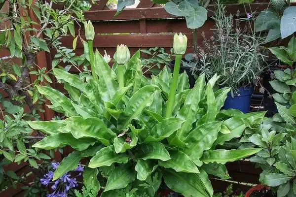 Photo of Scadoxus multiflorus - S. multiflorus growth habit:Maja Dumat
